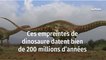 Ces empreintes de dinosaure datent bien de 200 millions d’années