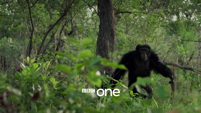 Dynasties (2018) Saison 1 - Trailer 2 (EN)