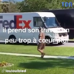 Ce livreur UPS prend son travail un peu trop à cœur