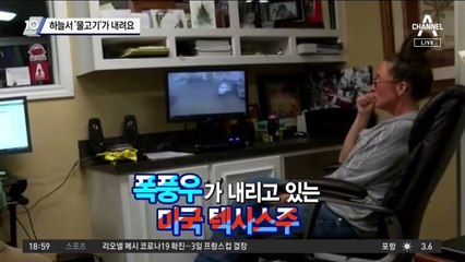 비 대신 물고기가 하늘에서 내려와요