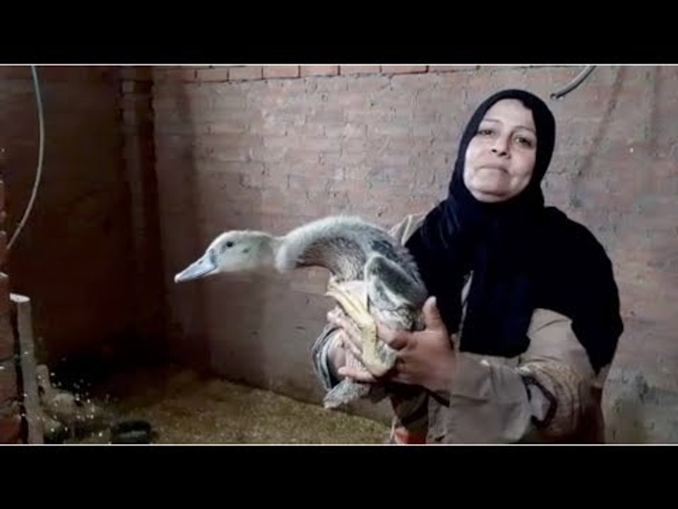 أهالي البحيرة عن قرض الـ20 بطة:  سلالة نادرة وا...