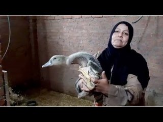 أهالي البحيرة عن قرض الـ20 بطة:  سلالة نادرة واخديناها ببلاش