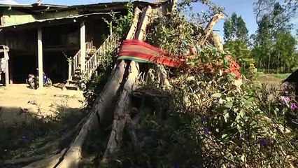 สุพรรณบุรี อาถรรพ์สาวใหญ่ล้มป่วยหลังสั่งตัดต้นโพธิ์ใหญ่อายุกว่า100ปีหน้าบ้าน(คลิป)