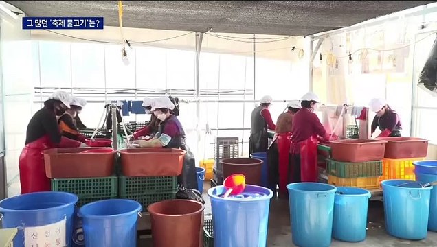 코로나 여파로 축제 줄취소…그 많은 물고기는 어디로?