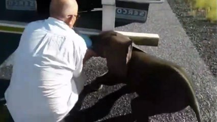 Dehydrated baby elephant rescued by truckers who gave him water