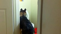a dog that uses the bathroom