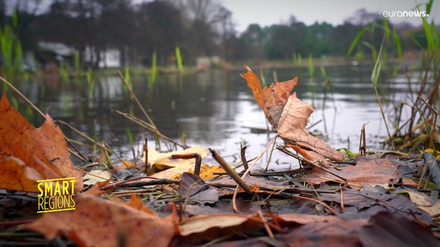 Floating wetlands help combat nutrient pollution in Baltic lagoons