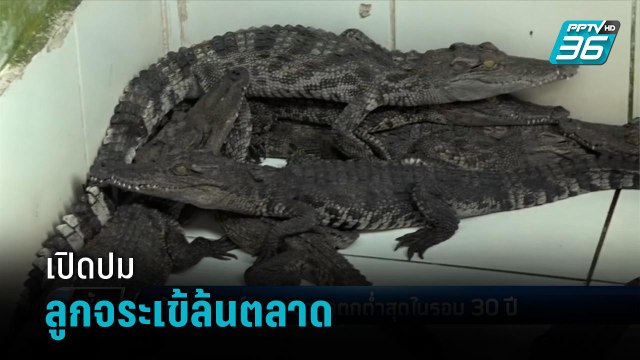 เปิดปม ลดนำเข้า-ไซเตส ลูกจระเข้ล้นตลาด - เข้มข่าวค่ำ