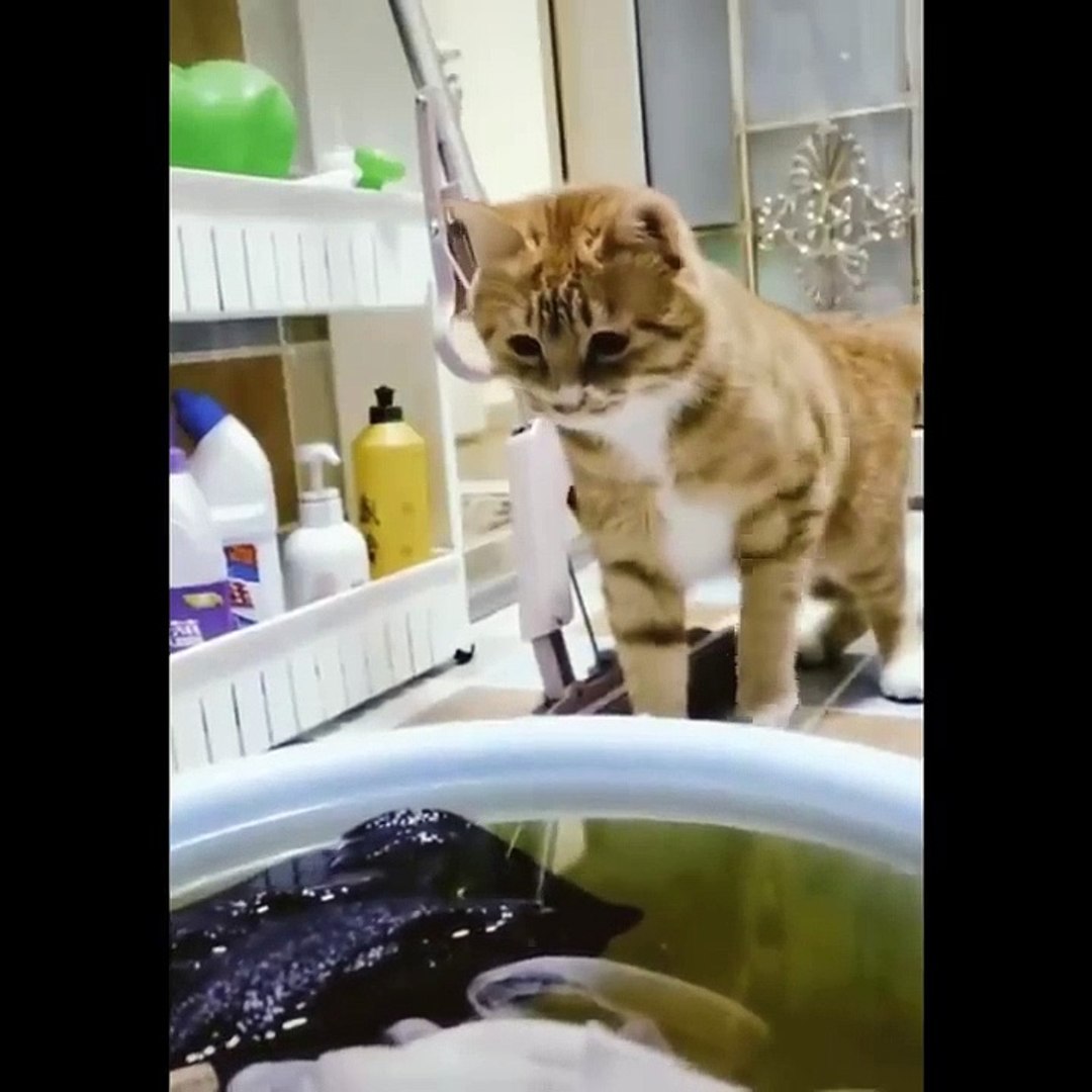 ⁣Baby Cats - Cute Cats - Adorable Cats - Funny Cats Compilations PART 35