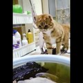 Baby Cats - Cute Cats - Adorable Cats - Funny Cats Compilations PART 35