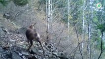 Zengin yaban hayatı fotokapanlarla görüntülendi