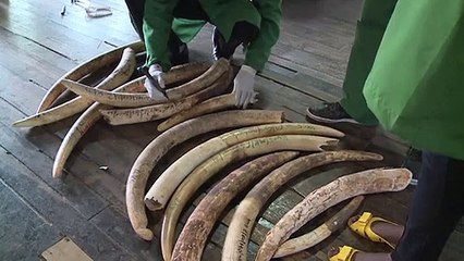 وفاة الكيني ريتشارد ليكي أحد أبرز رموز الدفاع عن الفيلة