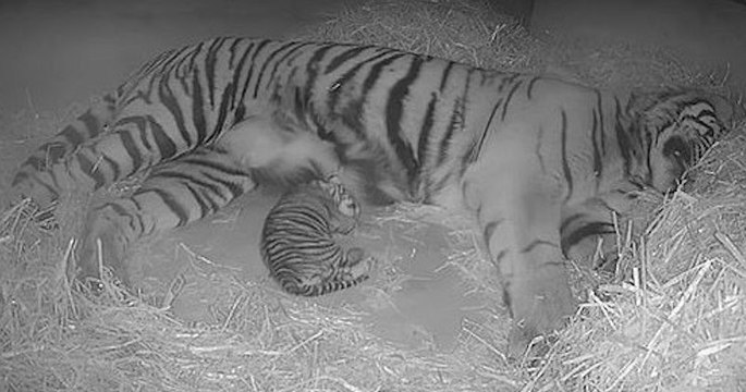 Naissance exceptionnelle d'un tigre de Sumatra au zoo de Londres
