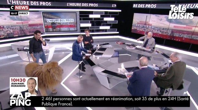 Séquence étonnante dans L'Heure des pros : un lion débarque en plateau !