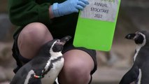 El zoo de Londres estrena el 2022 con su recuento anual de animales