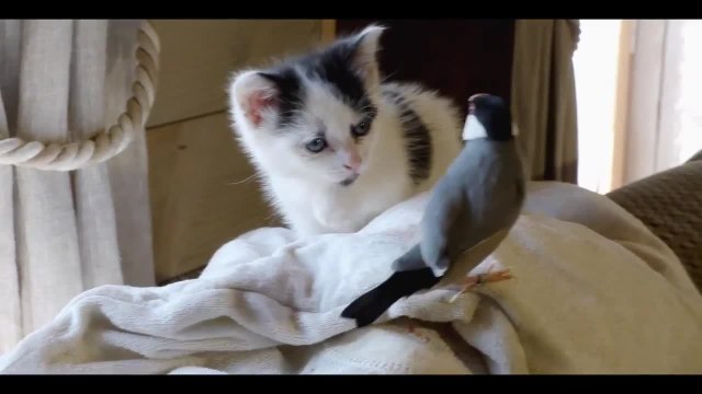 Bébés chats : les 100 premiers jours de leur vie