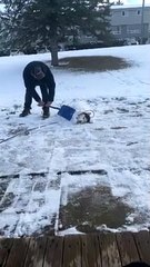 It's a Snow Dog's Life