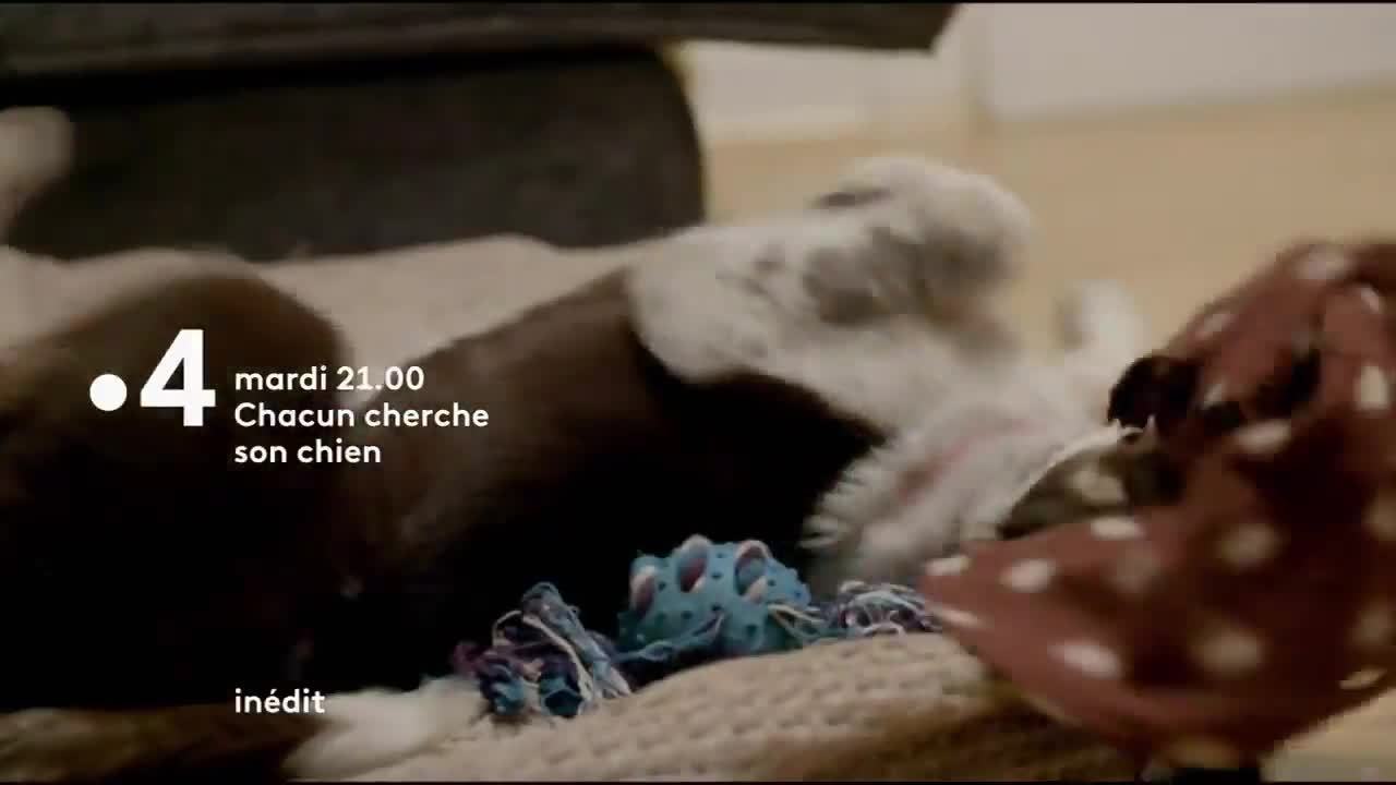 Chacun cherche son chien - 5 février