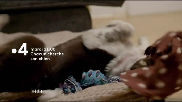 Chacun cherche son chien - 5 février