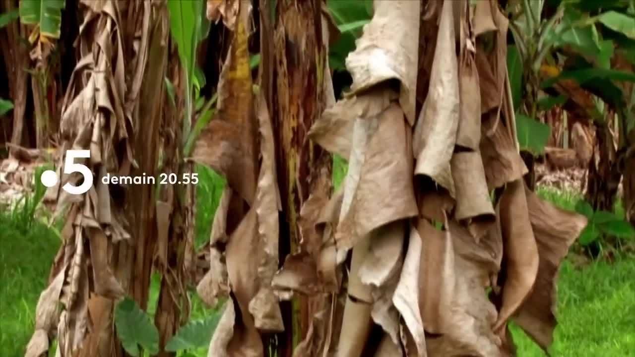 Gardons la banane - 26 octobre