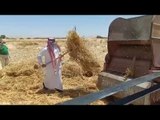 محافظ شمال سيناء يفتتح موسم القمح