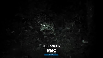 Retour à l’instinct primaire - 9 octobre