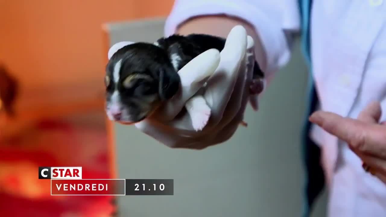 Chiots et chatons, 3 mois pour devenir grand - 6 aout