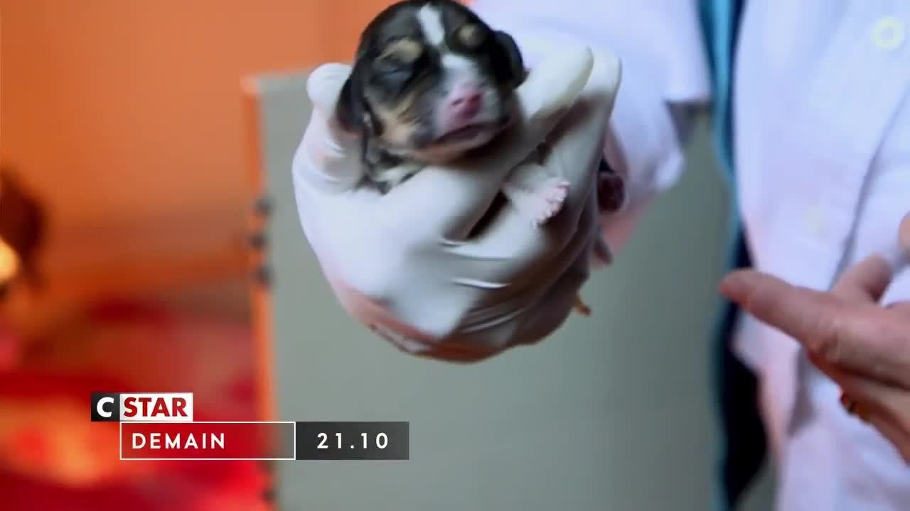 Chiots & chatons, 3 mois pour devenir grand - 23 juillet