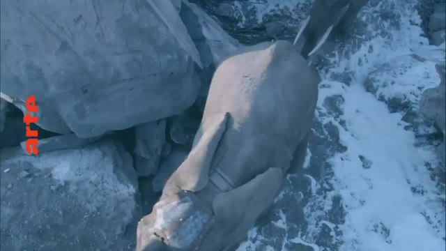 Hannibal - La marche sur Rome - 10 juillet