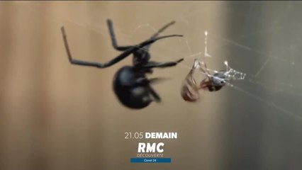 Retour à l’instinct primaire - 26 juin