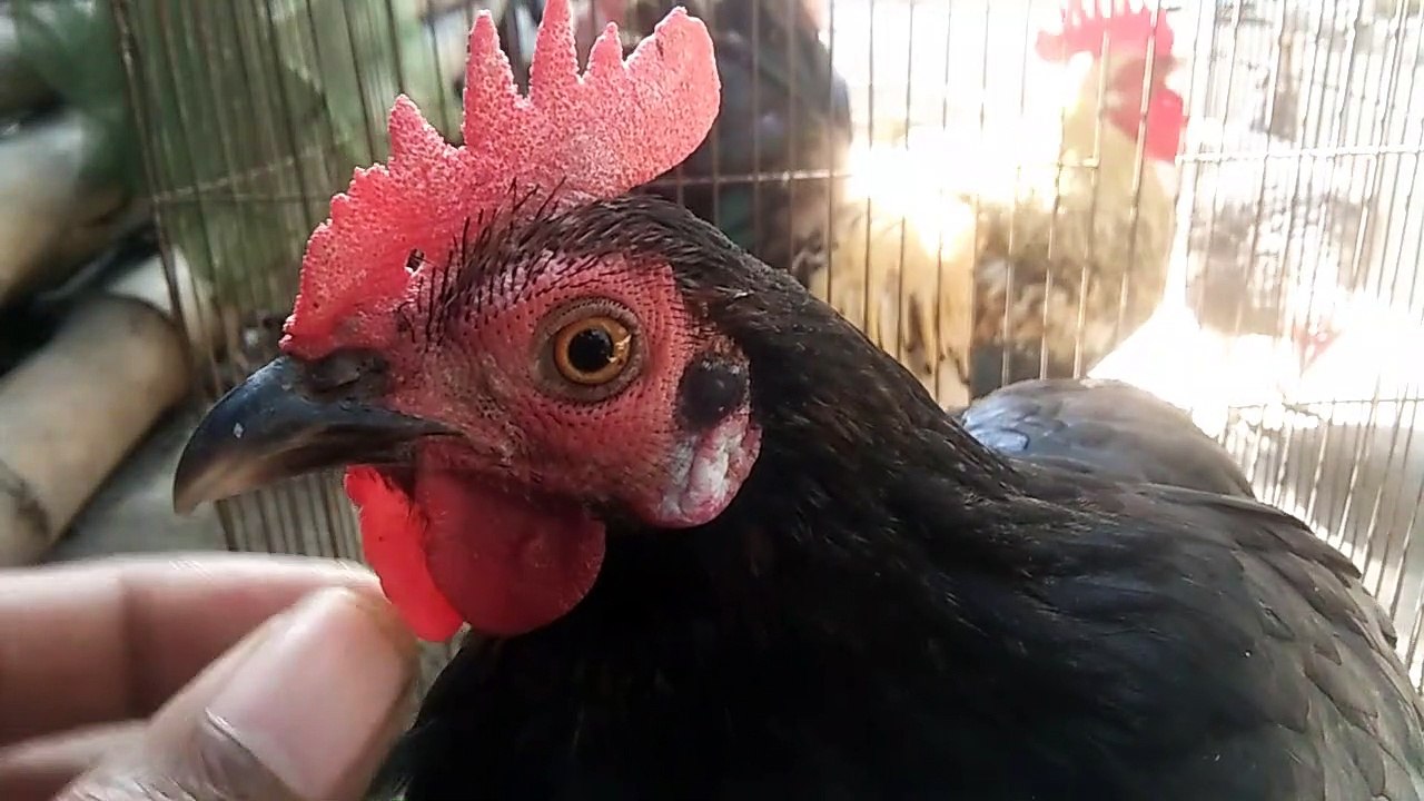 What Do Chickens Sound Like?