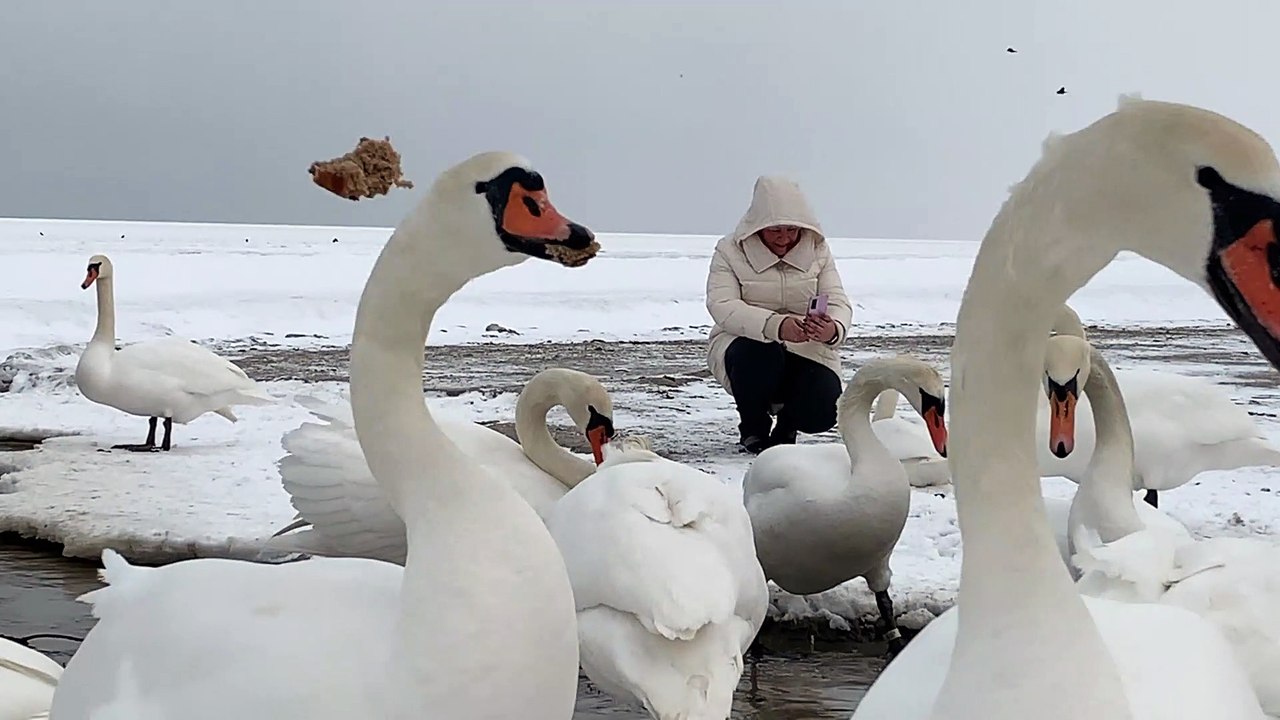 Bevy of White Swans on Snowy Field