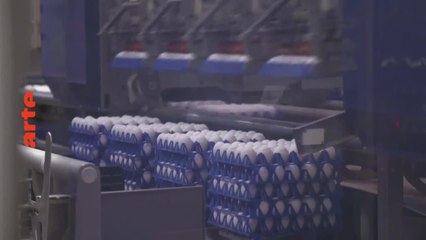 Pauvres poulets : une géopolitique de l’oeuf - 15 juin