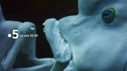 Héros des océans - 10 juin