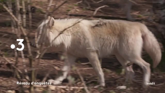 Réseau d'enquêtes - 26 mai