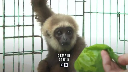 Les sauveurs des animaux sauvages - 4 mai