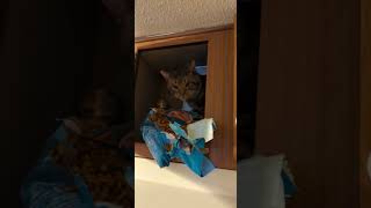 Cat Behind Child Locks Snacks on Food