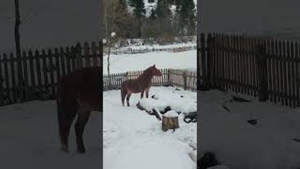 Cow Wears Weird Eyewear
