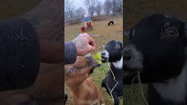 Mocha the Goat and Her Kids Eating Grapes