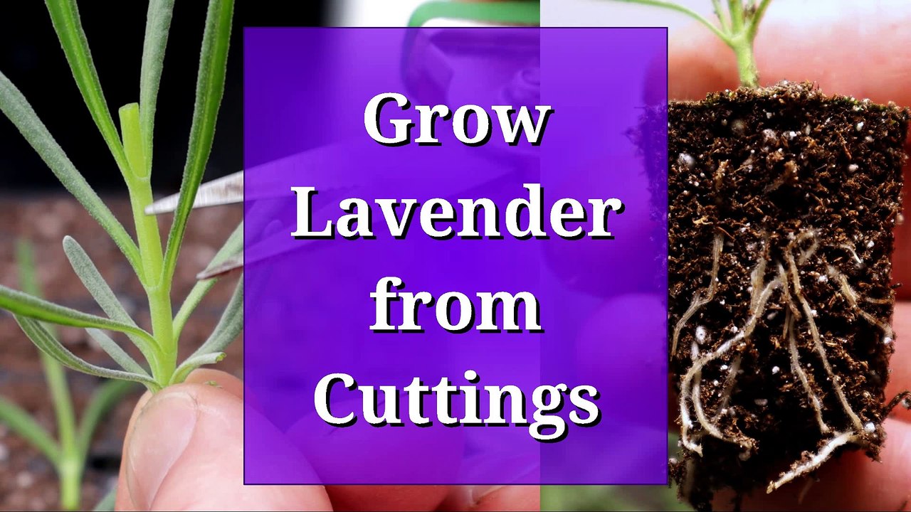 Grow Lavender from Cuttings