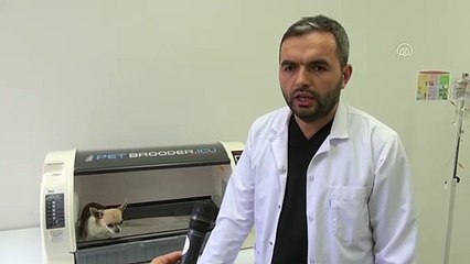 Sezaryenle doğum yaptırılan köpeğin 3 minik yavrusu oldu