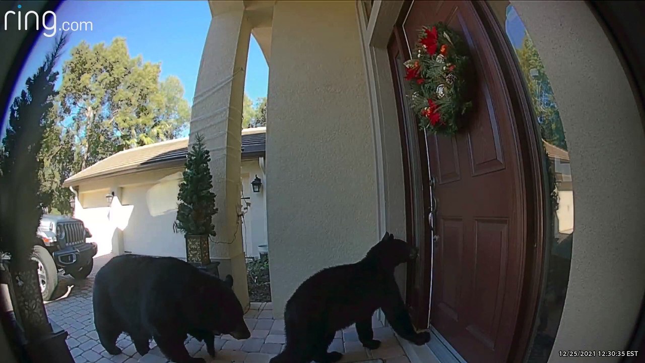 Doorbell Camera Shows Mama Bear and Cub Trying to Enter Home