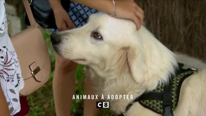 Animaux à adopter - 16 janvier