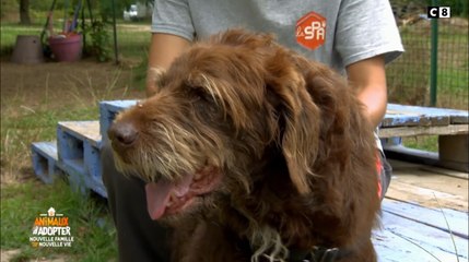 Animaux à adopter (C8) : "à son âge elle n'a rien à faire derrière des barreaux" l'histoire touchante de Cannelle, 13 ans, abandonnée par ses maîtres
