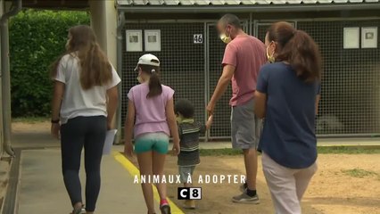 Animaux à adopter - 23 janvier
