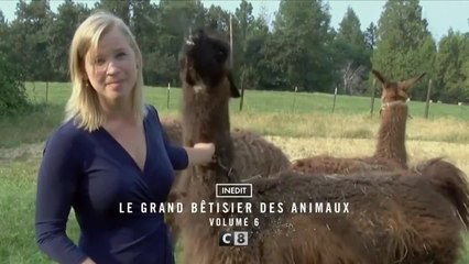 Le grand bêtisier des animaux - 19 décembre