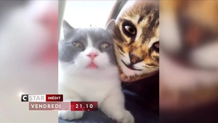 Le zap de l'année - 1er janvier
