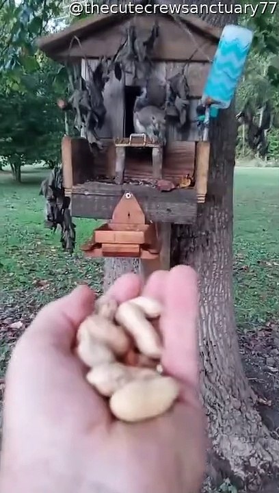 Guy Feeds Backyard Rescue Squirrel Peanuts