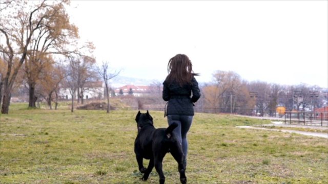 Ethan the Dog Uses Second Chance at Life to Inspire Others, Bring Comfort to Sick Animals