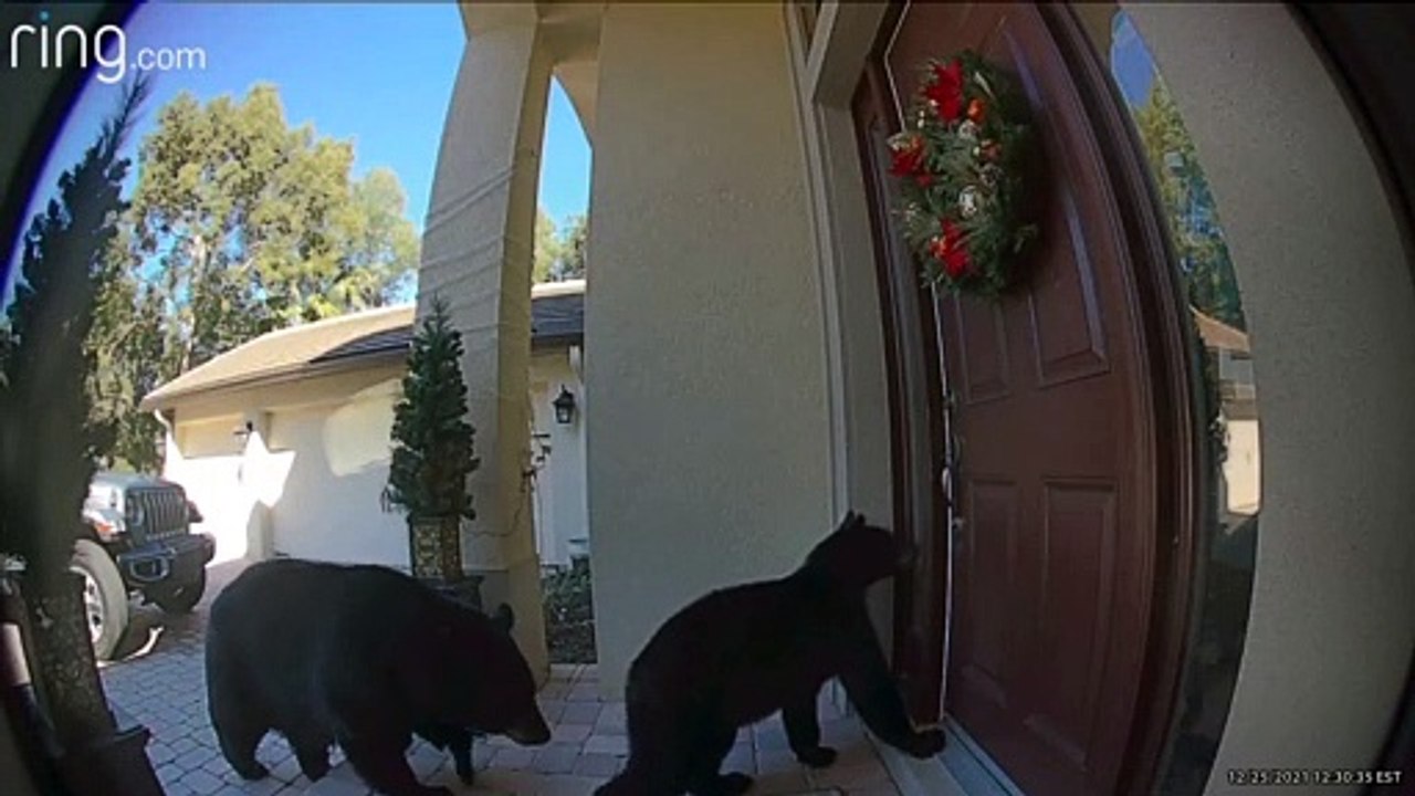 Doorbell Camera Shows Mama Bear and Cub Trying to Enter Home